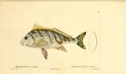 Image of Flag fish