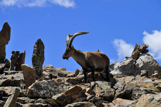 Image of Capra pyrenaica victoriae