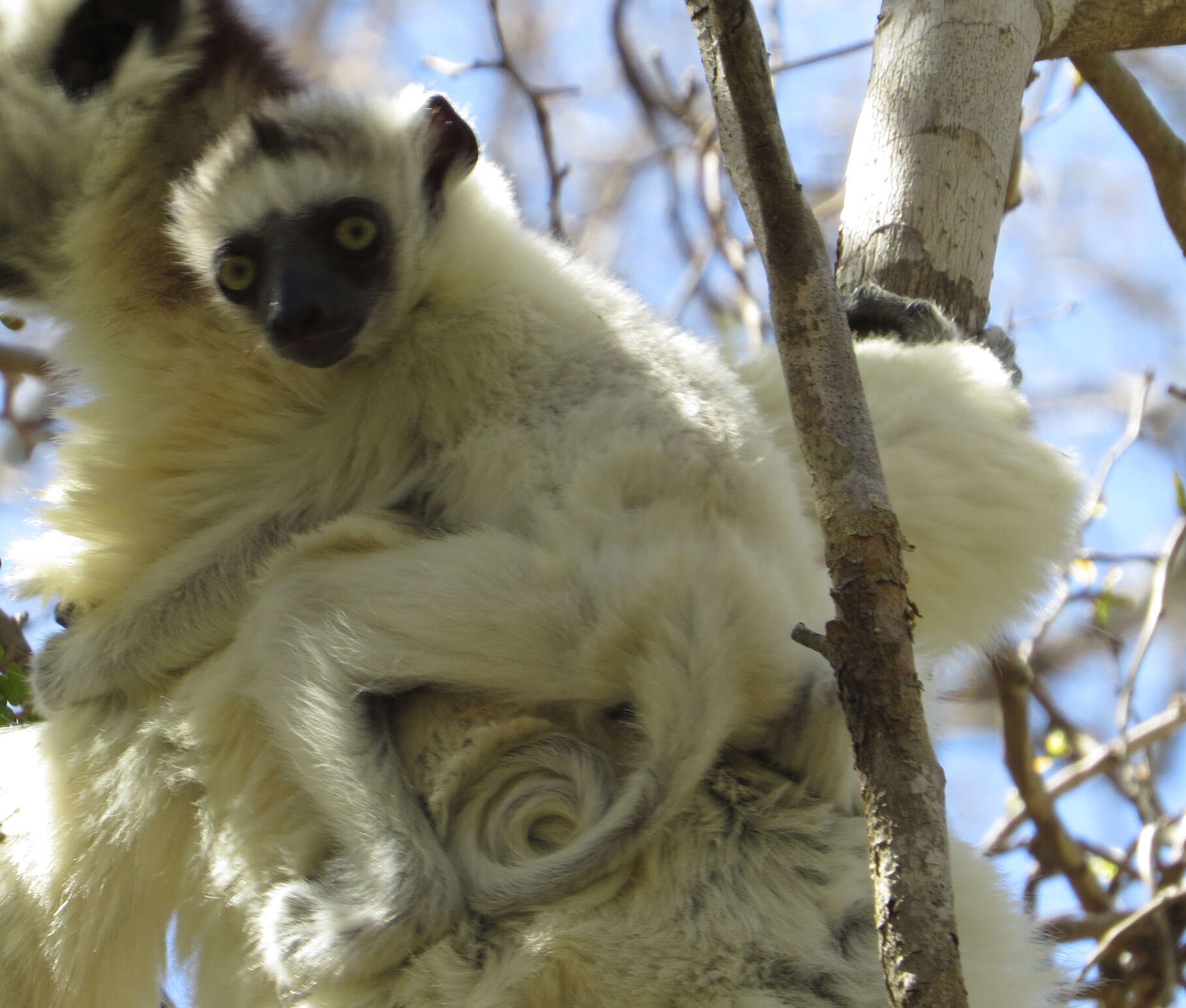 Image of Verreaux's Sifaka