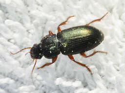 Слика од Ophonus (Hesperophonus) azureus (Fabricius 1775)