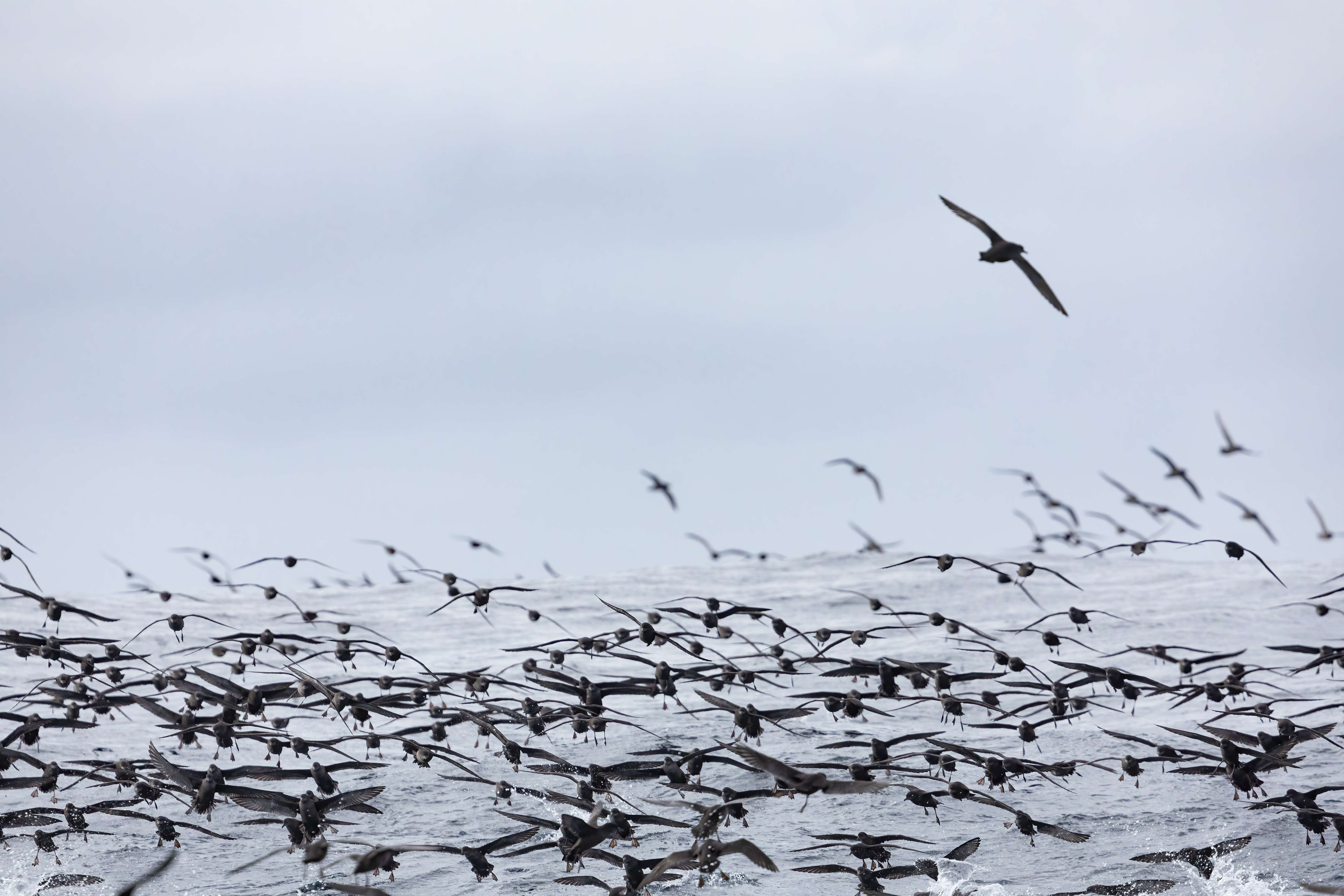 Image of Short-tailed Shearwater