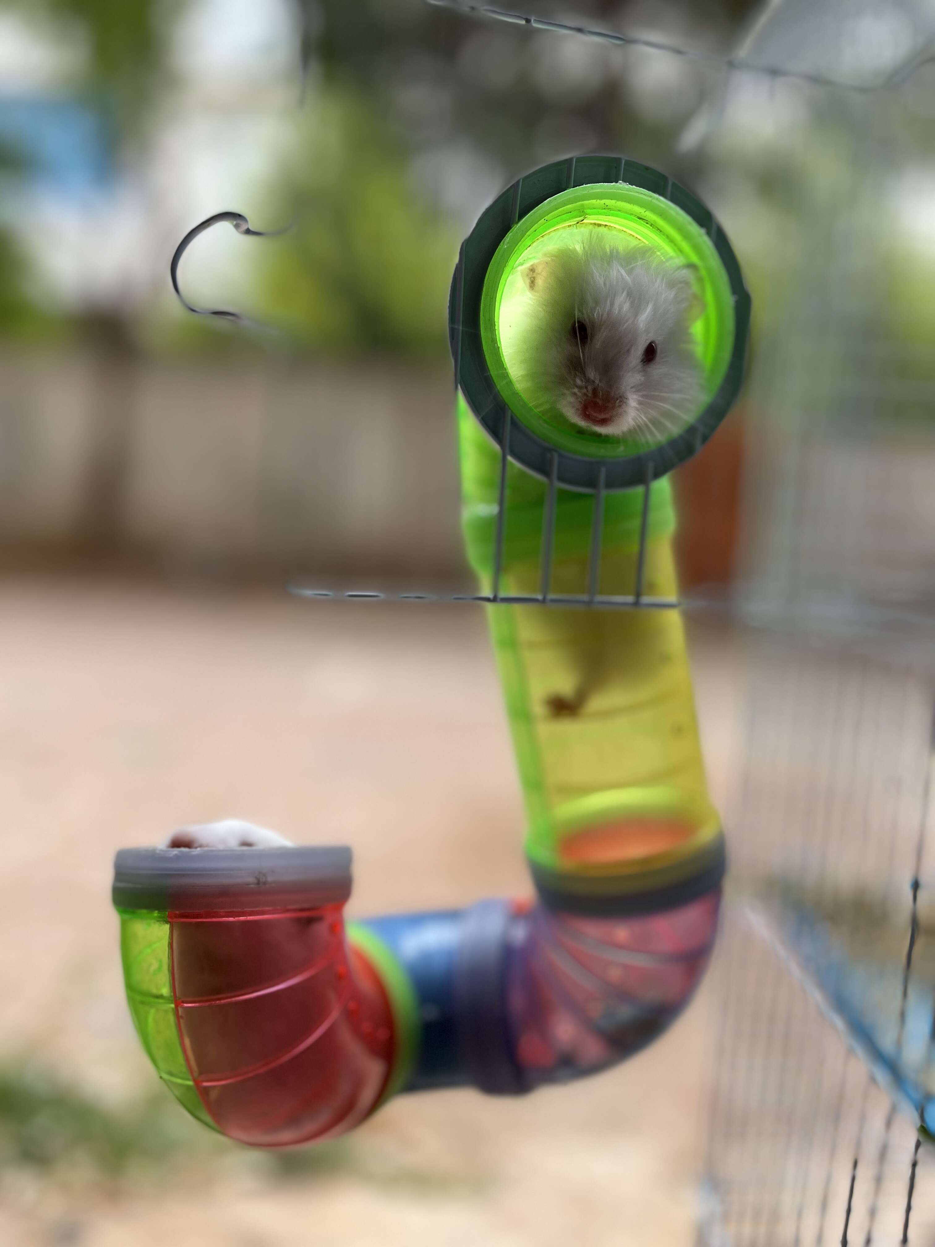 Image of hamsters