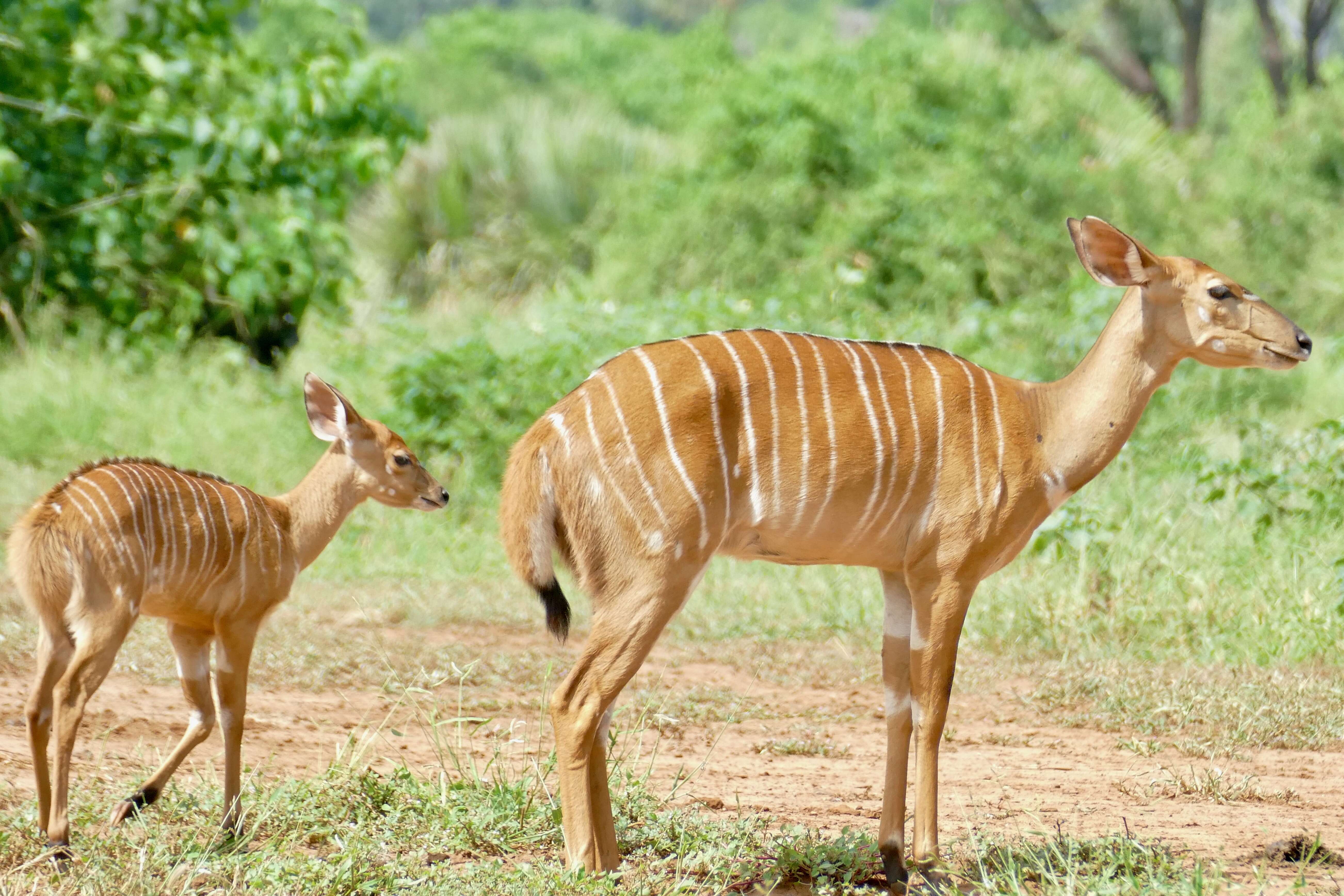 Image of Nyala