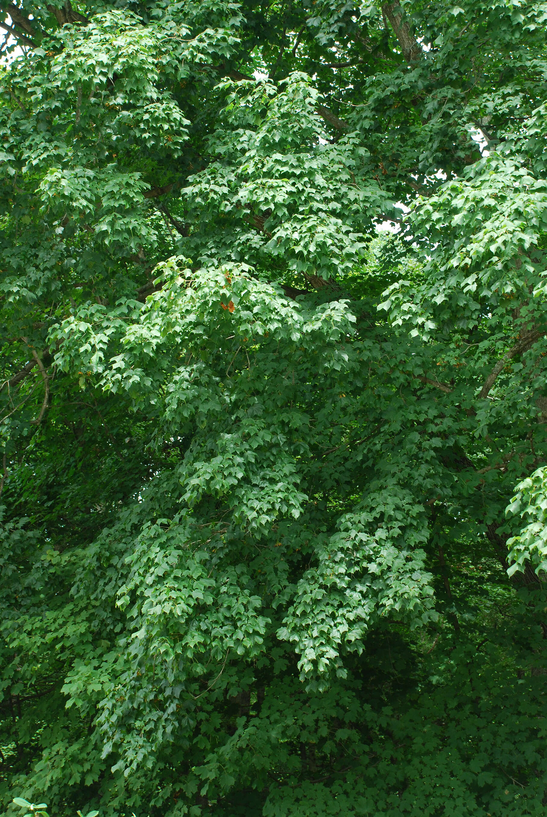 Image of Black Maple