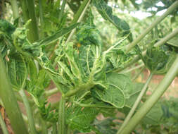 Image of Papaya ringspot virus