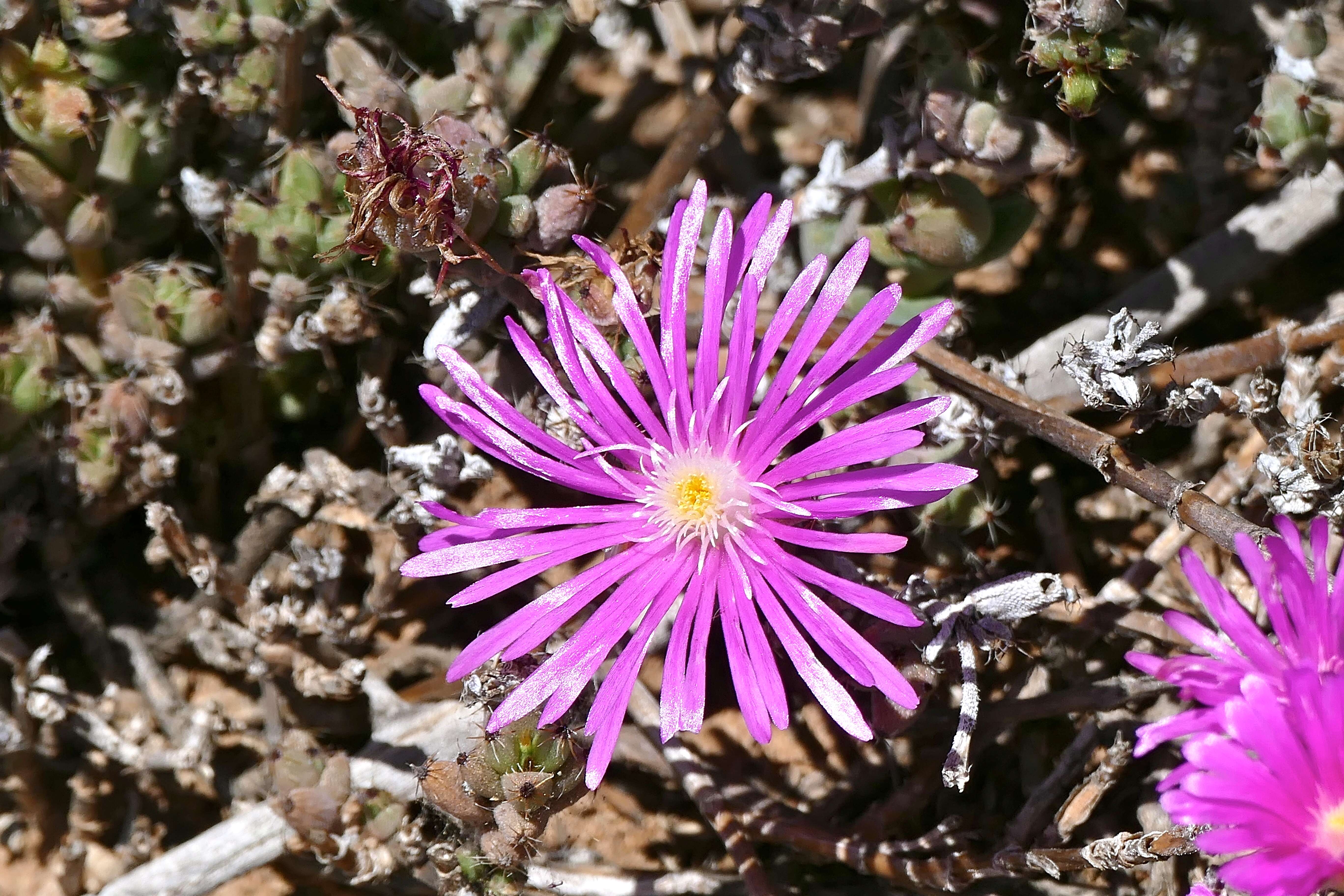 Imagem de Trichodiadema setuliferum (N. E. Br.) Schwant.