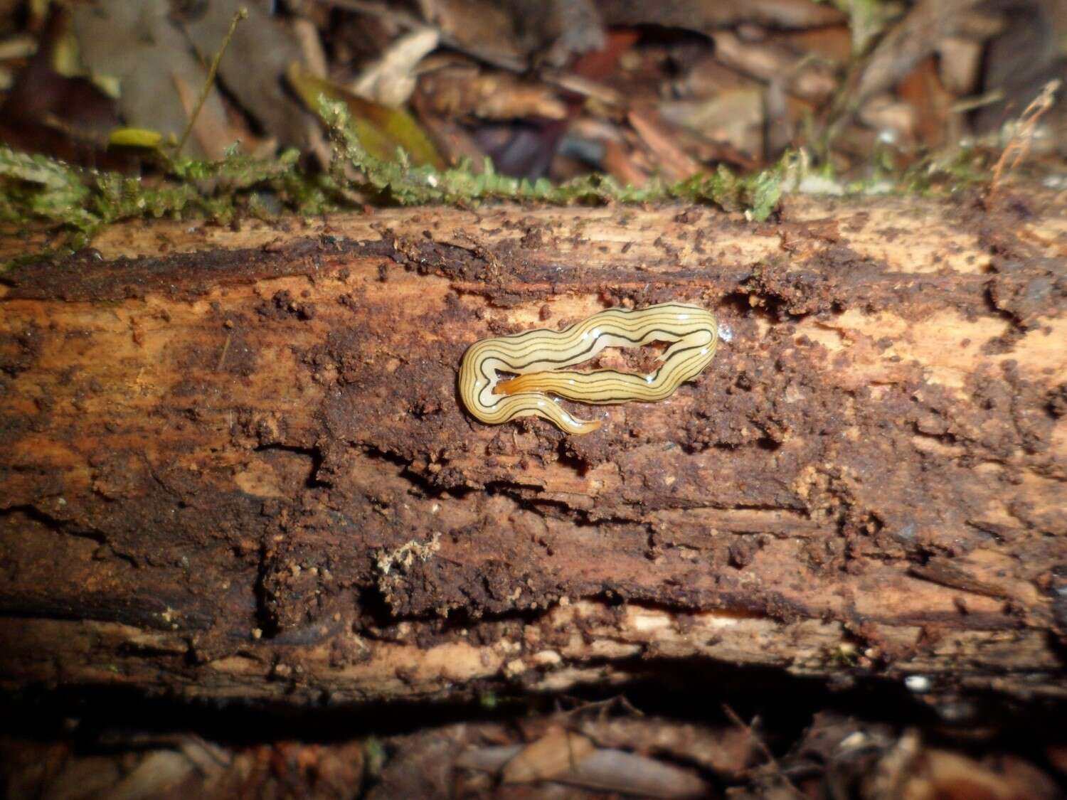 Luteostriata resmi