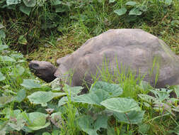 Image of Galapagos giant tortoise