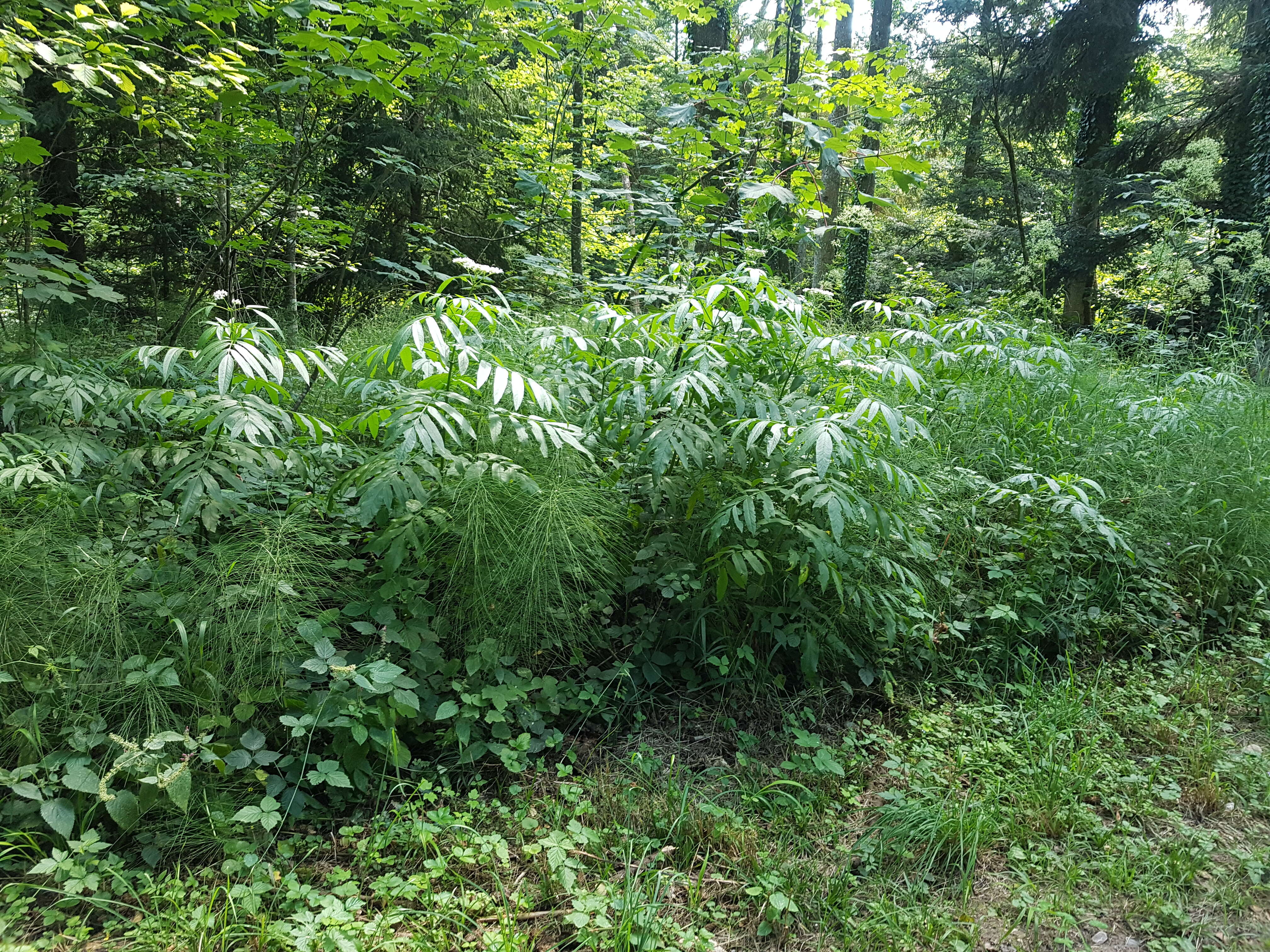 Imagem de Sambucus ebulus L.