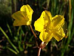 Image of yellow floatingheart