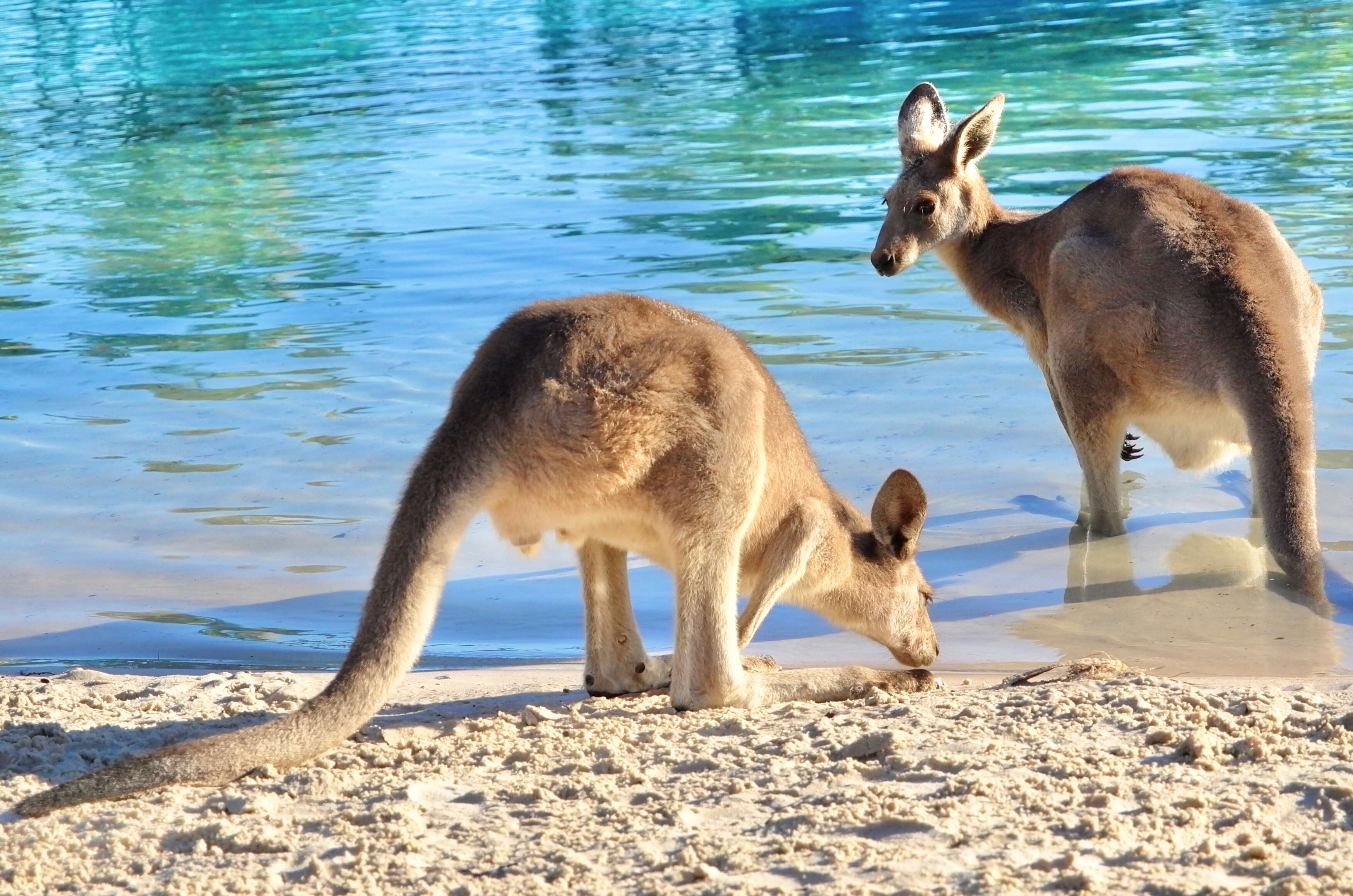 Image of kangaroo