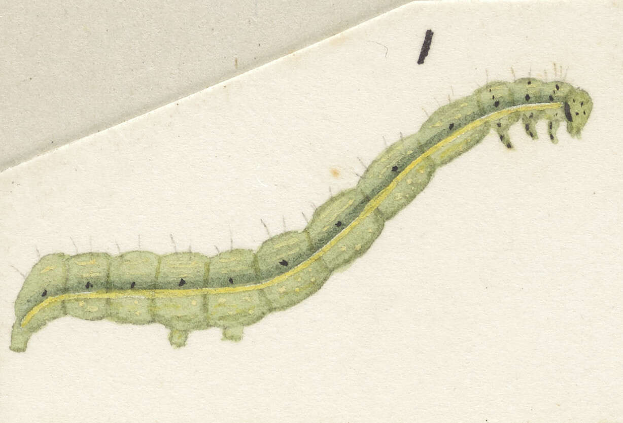 Image of Cutworm