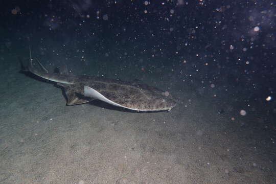 Image of Angel Shark