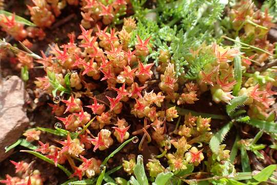 Image of Sedum rubens L.