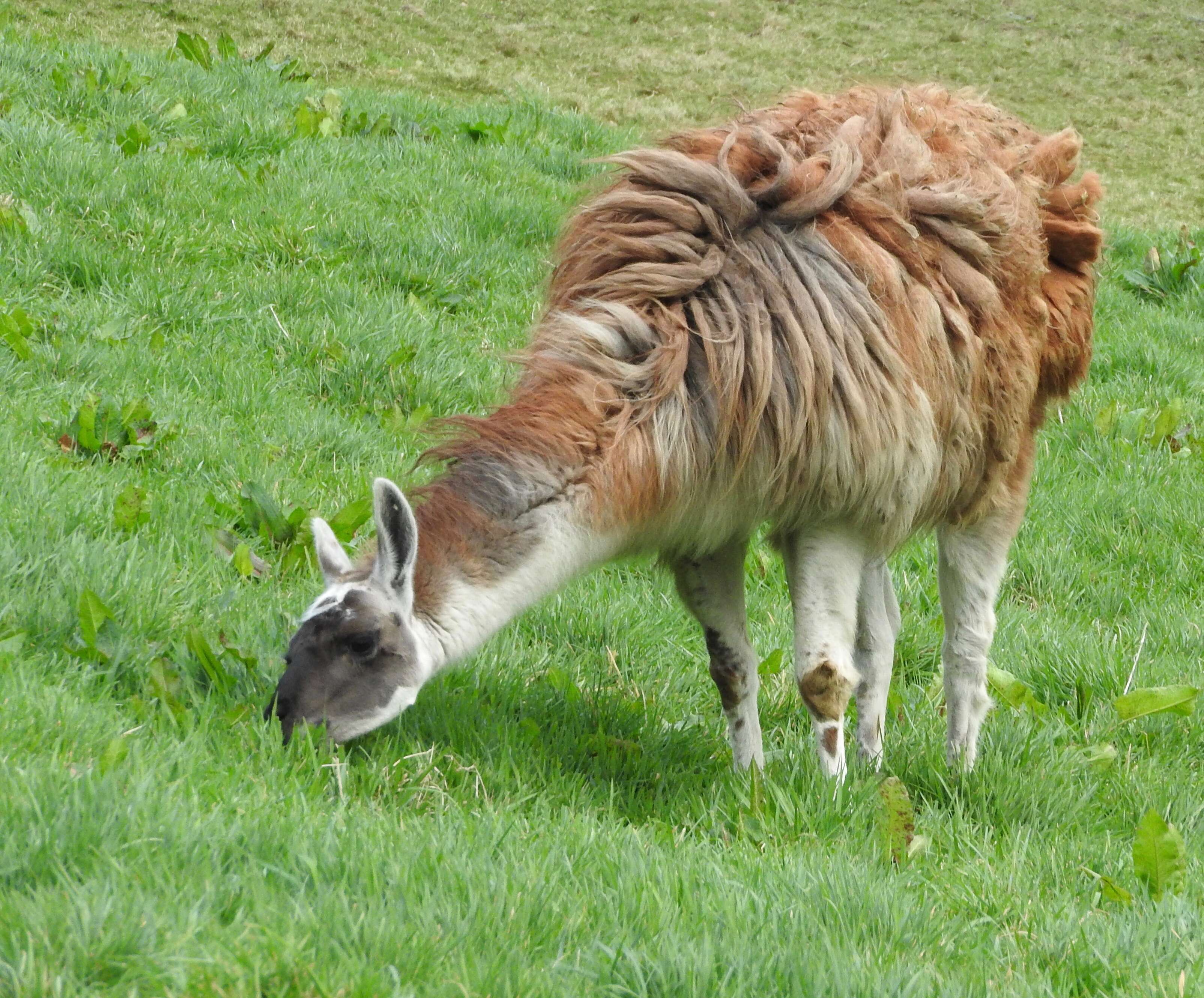 Image de Lama glama (Linnaeus 1758)