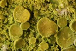 Image of lemon lichen