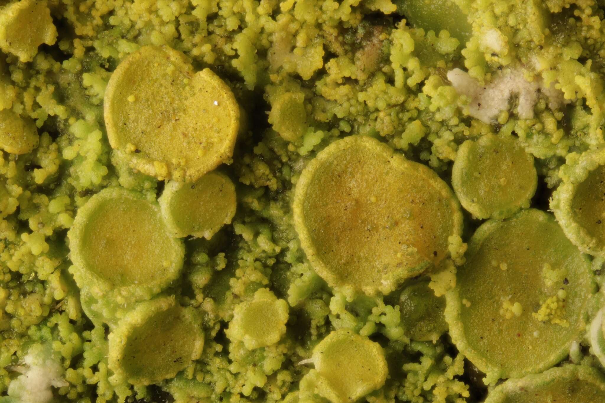 Image of lemon lichen