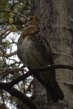 Image of Fieldfare