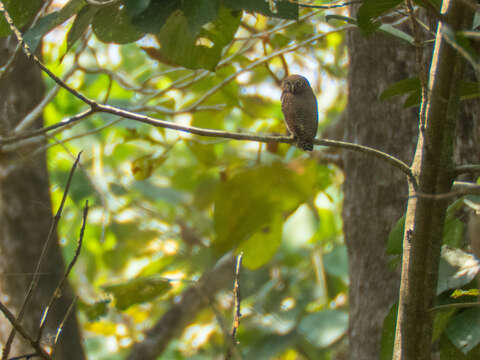 Image of Jungle Owlet