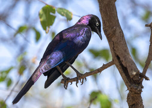 Image of Rueppell's Glossy-Starling