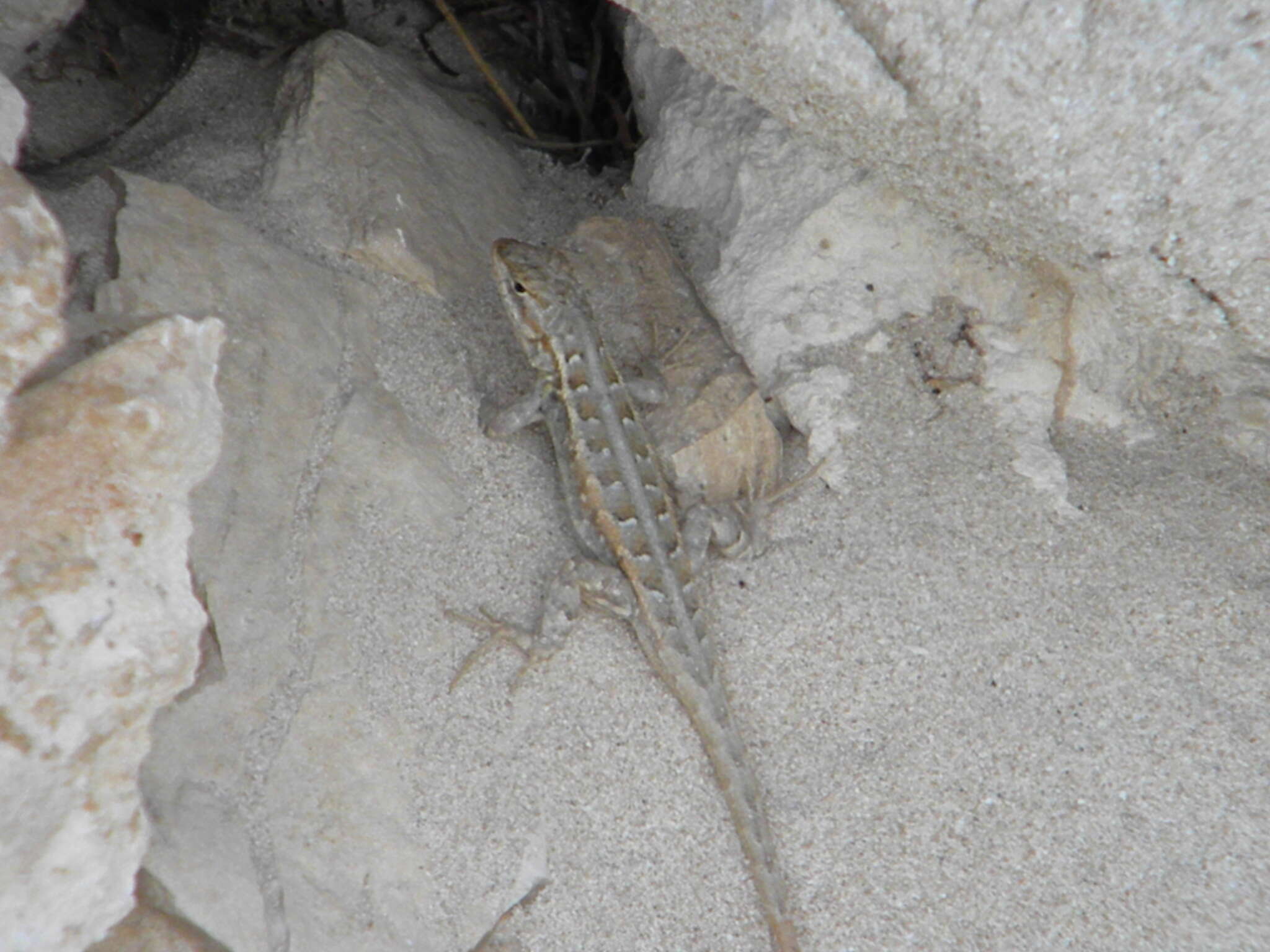 Image of Cozumel Spiny Lizard