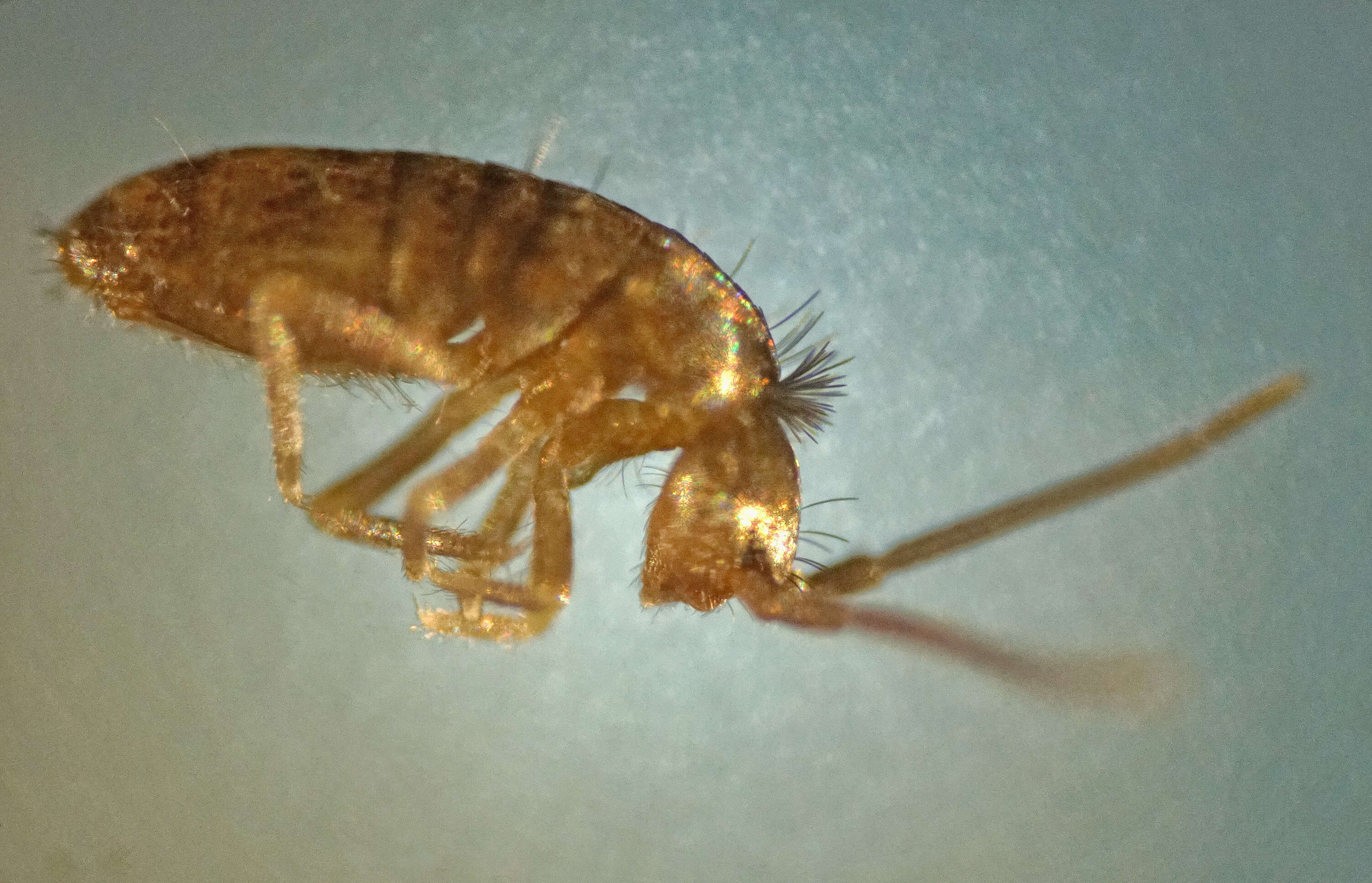 صورة Tomocerus minor (Lubbock & J 1862)