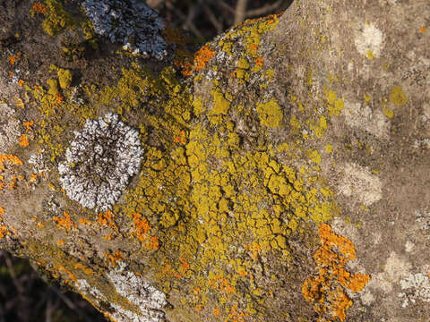 Image of lemon lichen