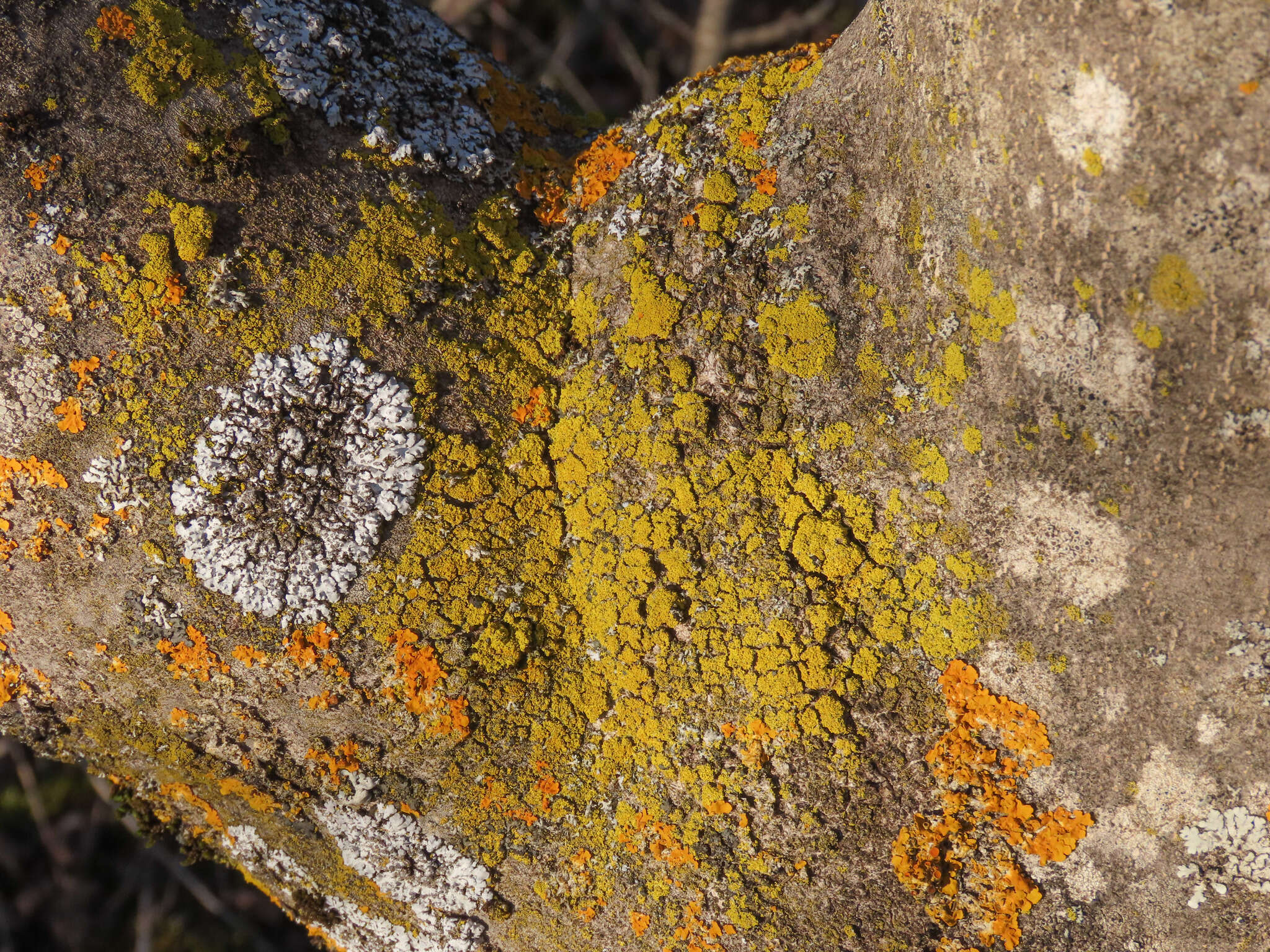 Image of lemon lichen