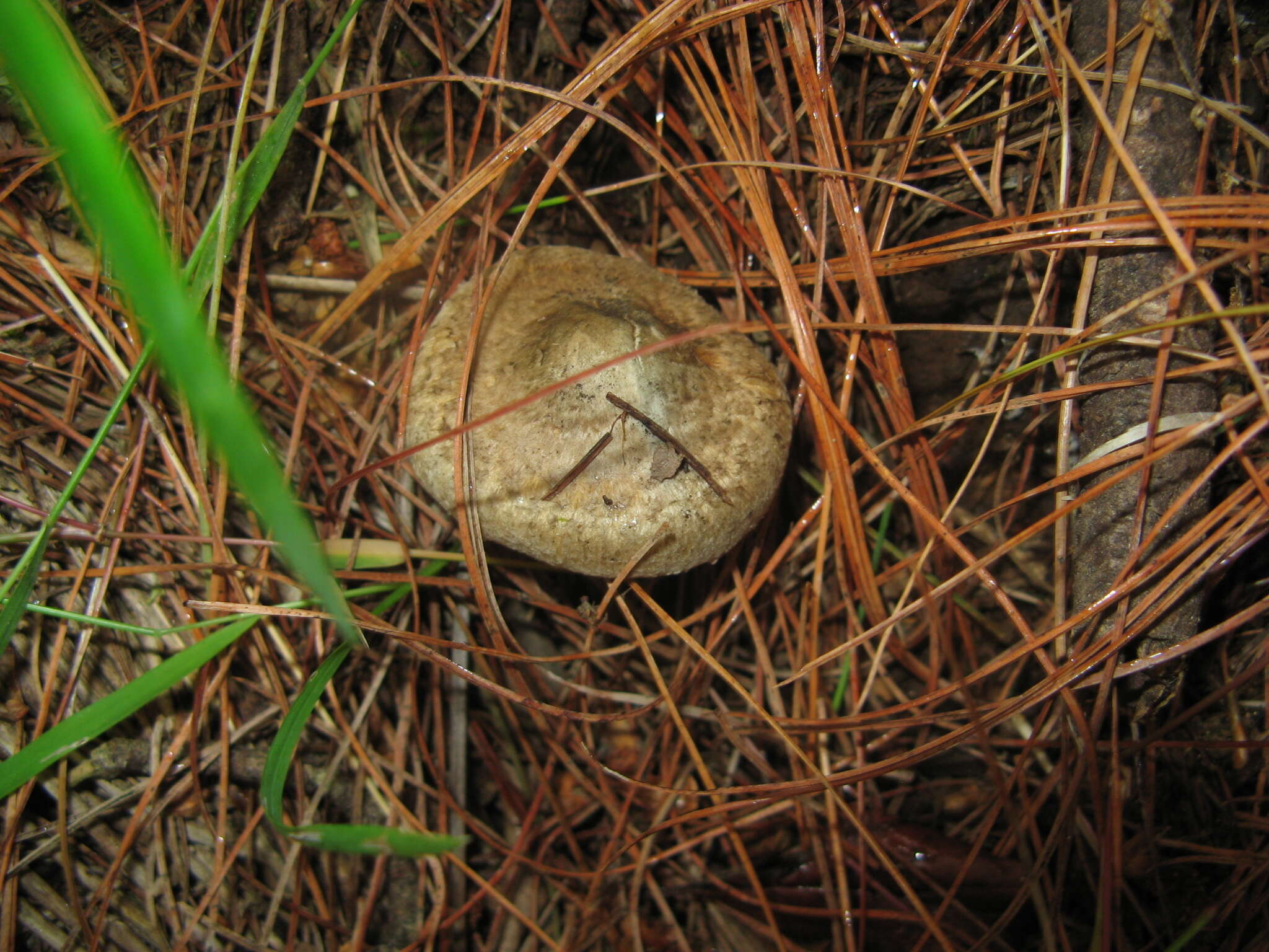 Image of Greenflush fibrecap