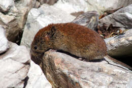 Image of Revillagigedo Island Red-backed Vole