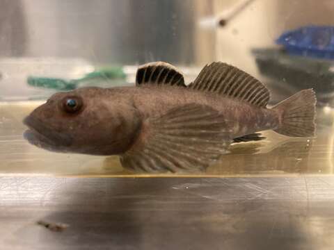 Image of Slimy Sculpin