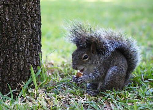 Image of Allen's Squirrel