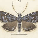 Image of Asterivora symbolaea Meyrick 1888