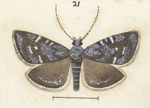 Image of Asterivora symbolaea Meyrick 1888