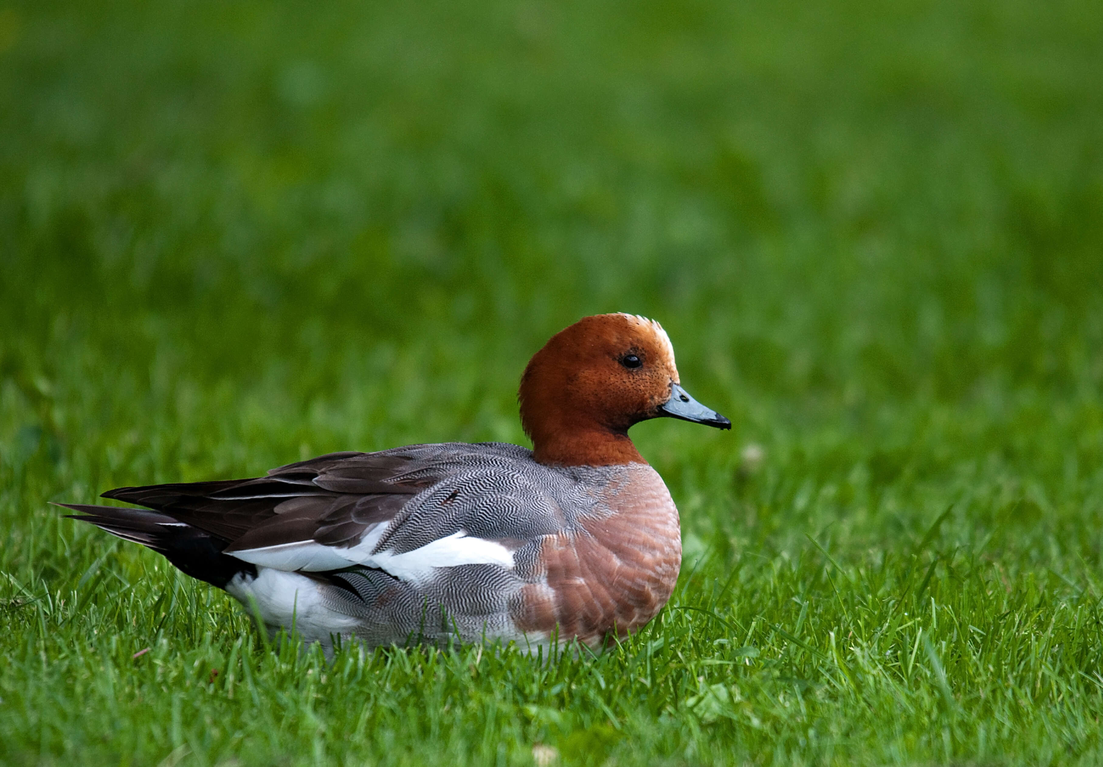 Image of Eurasian Wigeon