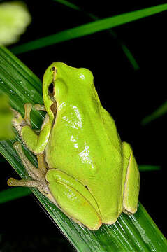 Image of Hyla perrini Dufresnes, Mazepa, Rodrigues, Brelsford, Litvinchuk, Sermier & Lavanchy et al. 2018