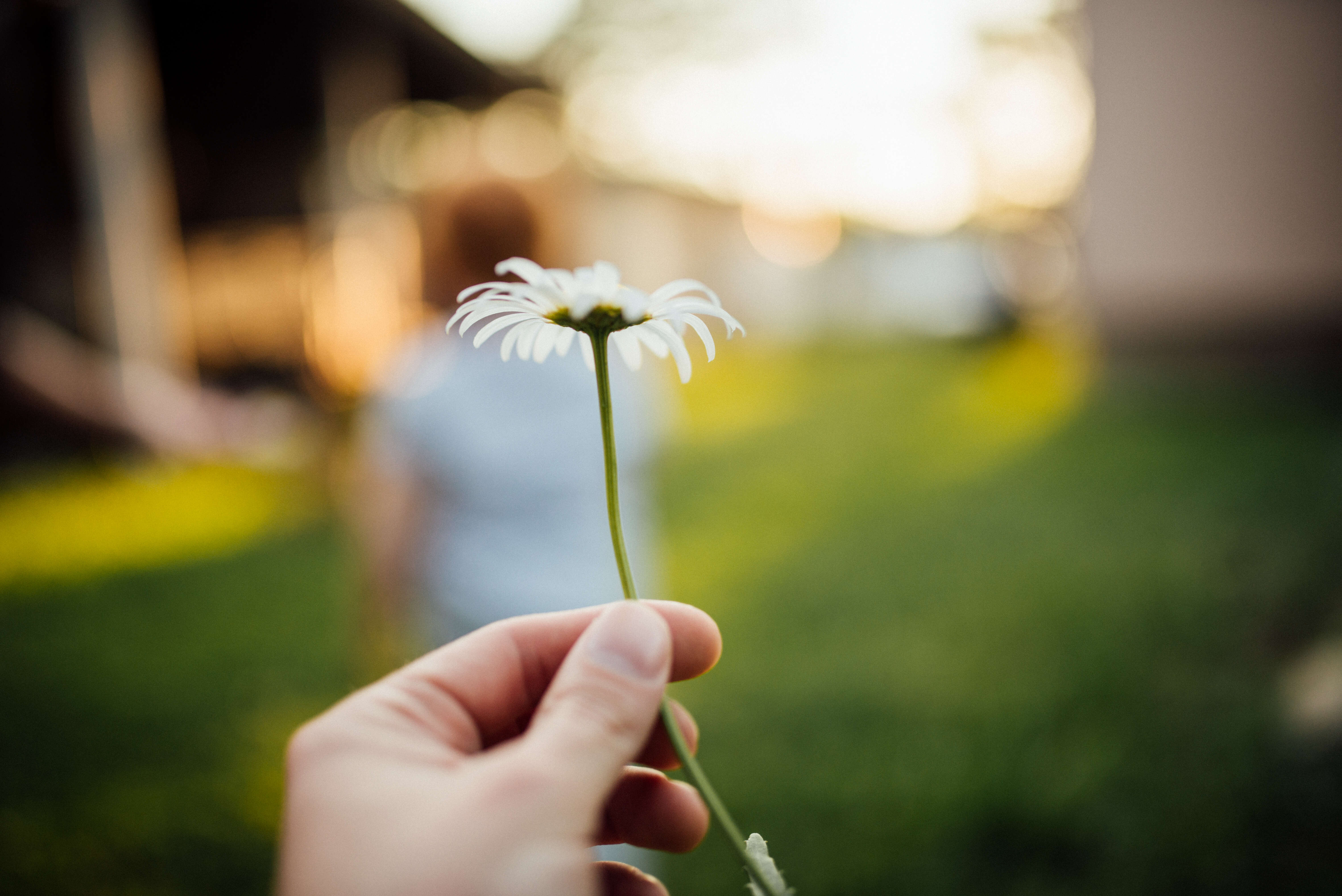 Image of Daisy