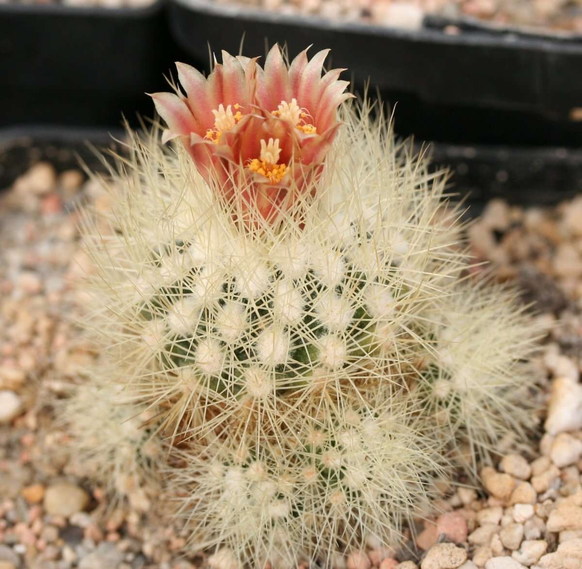 Image of Acharagma roseanum (Boed.) E. F. Anderson