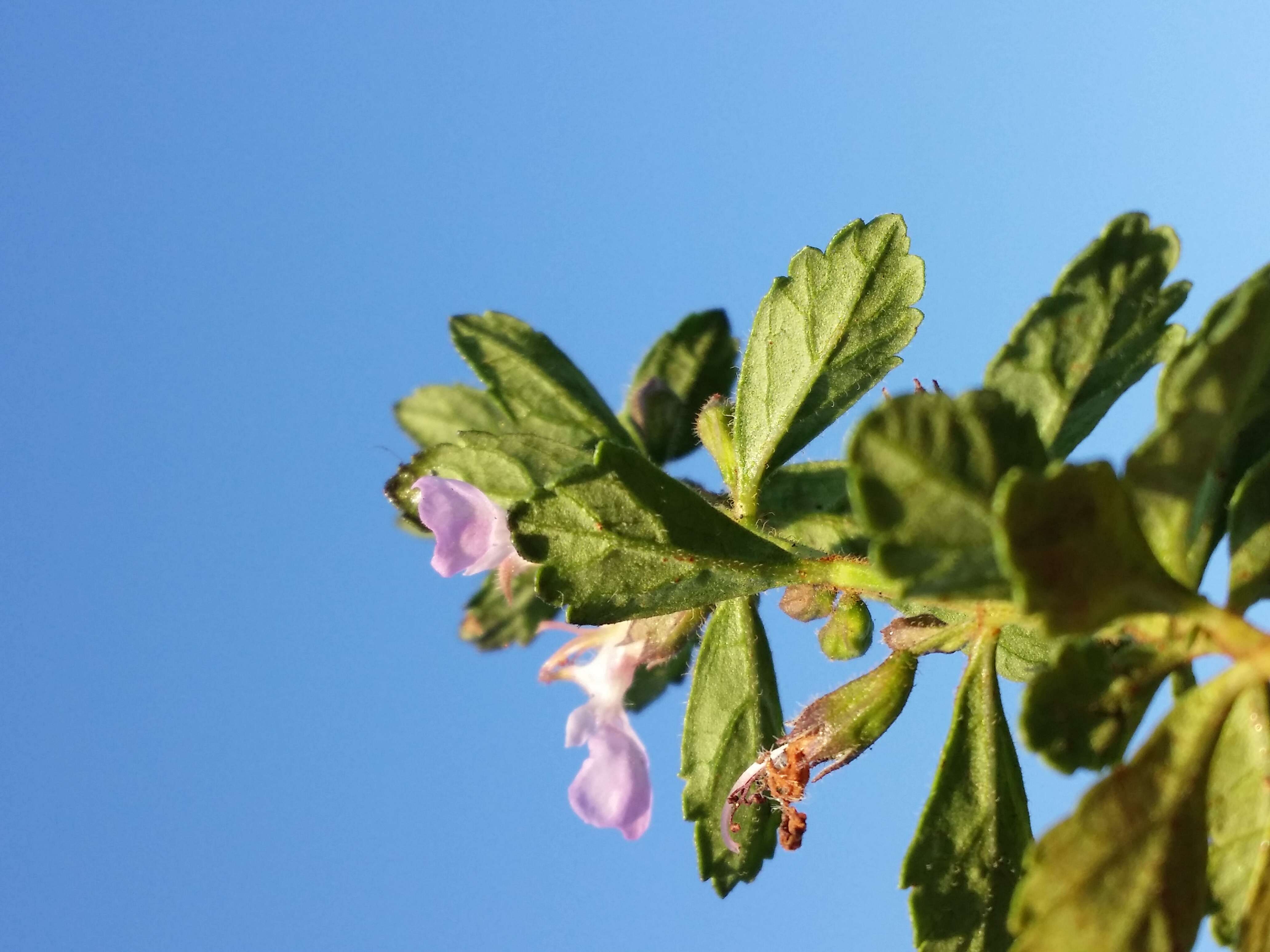 Image de Germandrée petit-chêne