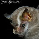 Image of striped yellow-eared bat