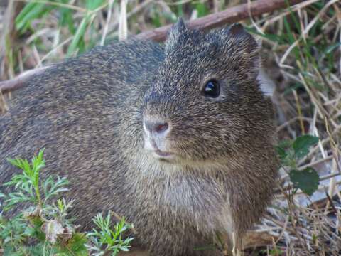 Image of Brazilian Guinea Pig