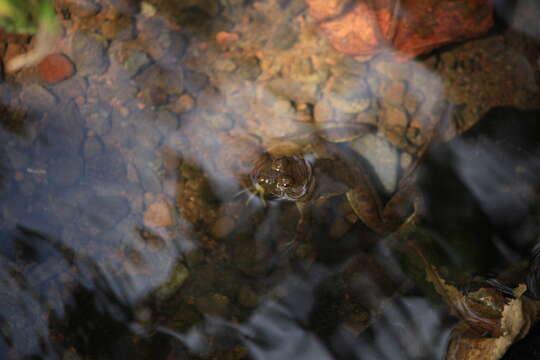 Image of Indian Skipper Frog