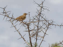 Image of Indian Bush Lark