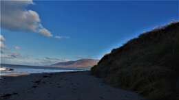 Image of European beachgrass