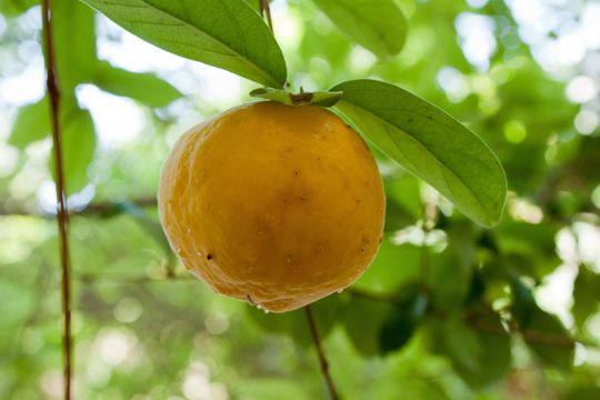 Image of <i>Citrus medica</i>