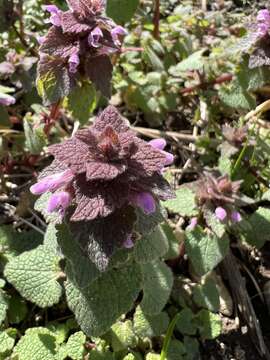 Image of purple archangel