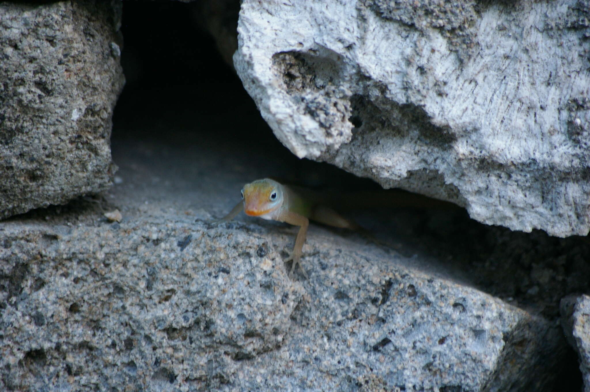 Anolis luciae Garman 1887的圖片