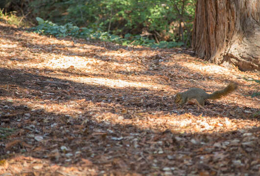 Image of Sciurus subgen. Sciurus Linnaeus 1758