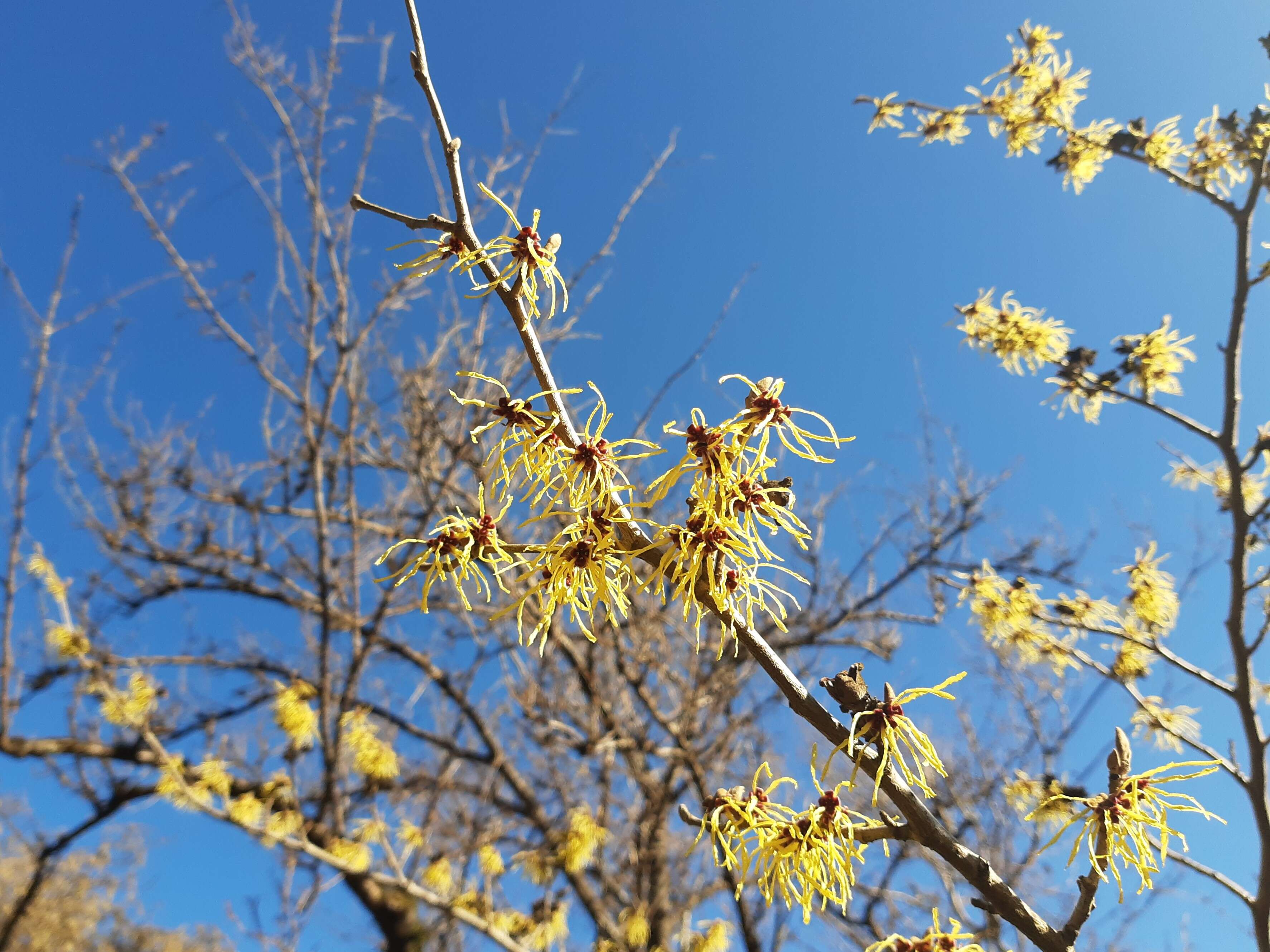 Image of Japanese Witch Hazel