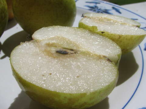 Plancia ëd Pyrus pyrifolia (Burm. fil.) Nakai